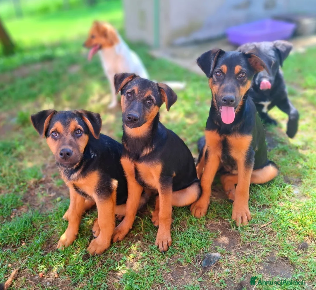 Meticcio cani in regalo: 8 CUCCIOLI CERCANO AMORE! Tg media, dolcissimi! - Annuncio 1