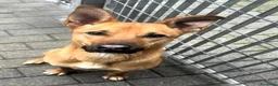 Meticcio cani in regalo: SIMBA CAGNOLINO ALLEGRO - Annuncio 8