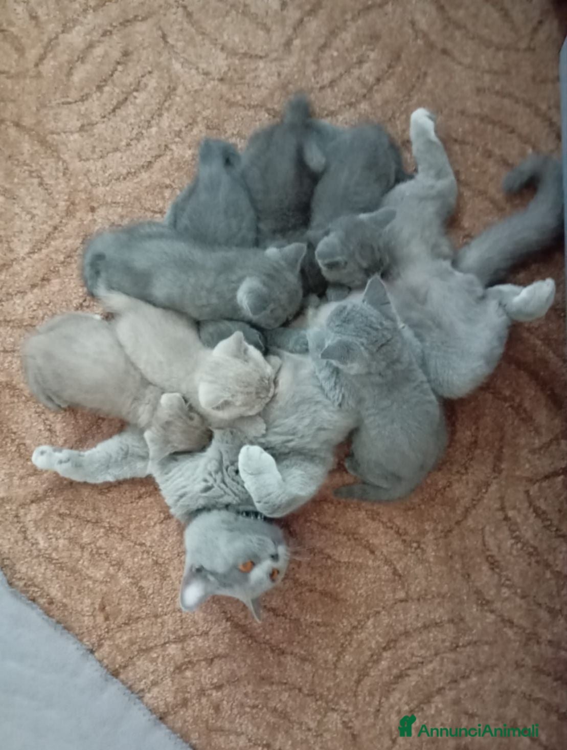 British gatti British shorhair cuccioli  - Annuncio 3