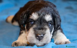 Mini Schnauzer cani in vendita: Cucciolata di schnauzer nani nero/argento a Provincia di Cuneo - Immagine 6