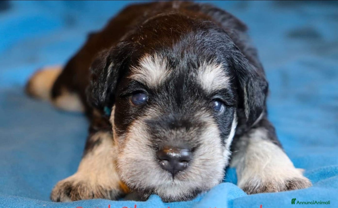 Mini Schnauzer cani in vendita: Cucciolata di schnauzer nani nero/argento a Provincia di Cuneo - Immagine 6