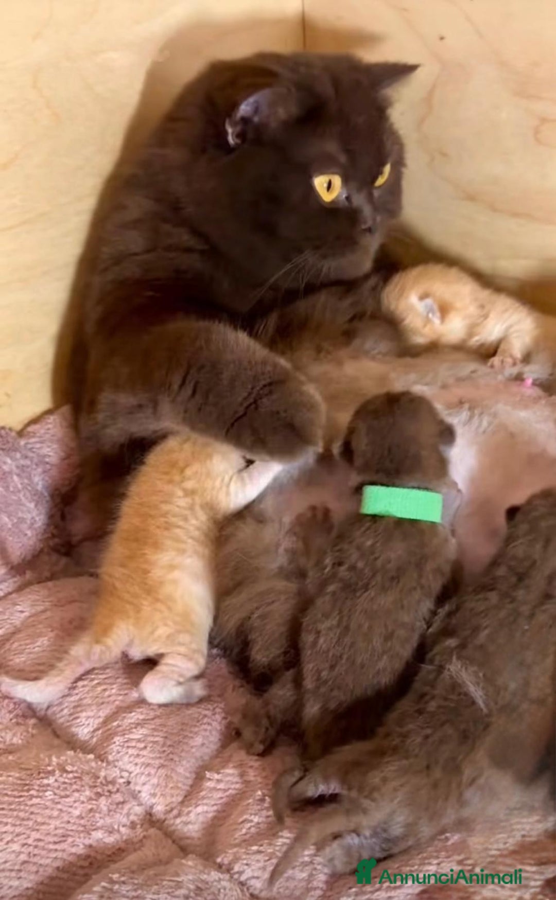 British gatti in vendita: Bellissimi cuccioli di british shorthair  - Annuncio 9