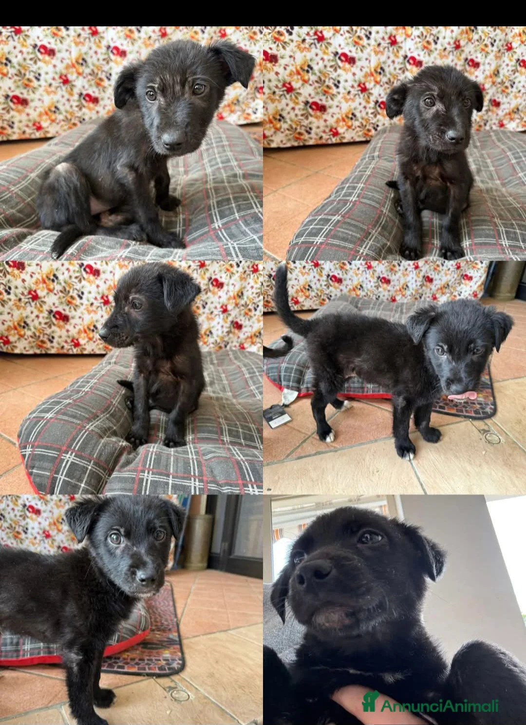 Meticcio cani in regalo: Cuccioli di taglia media - Annuncio 6