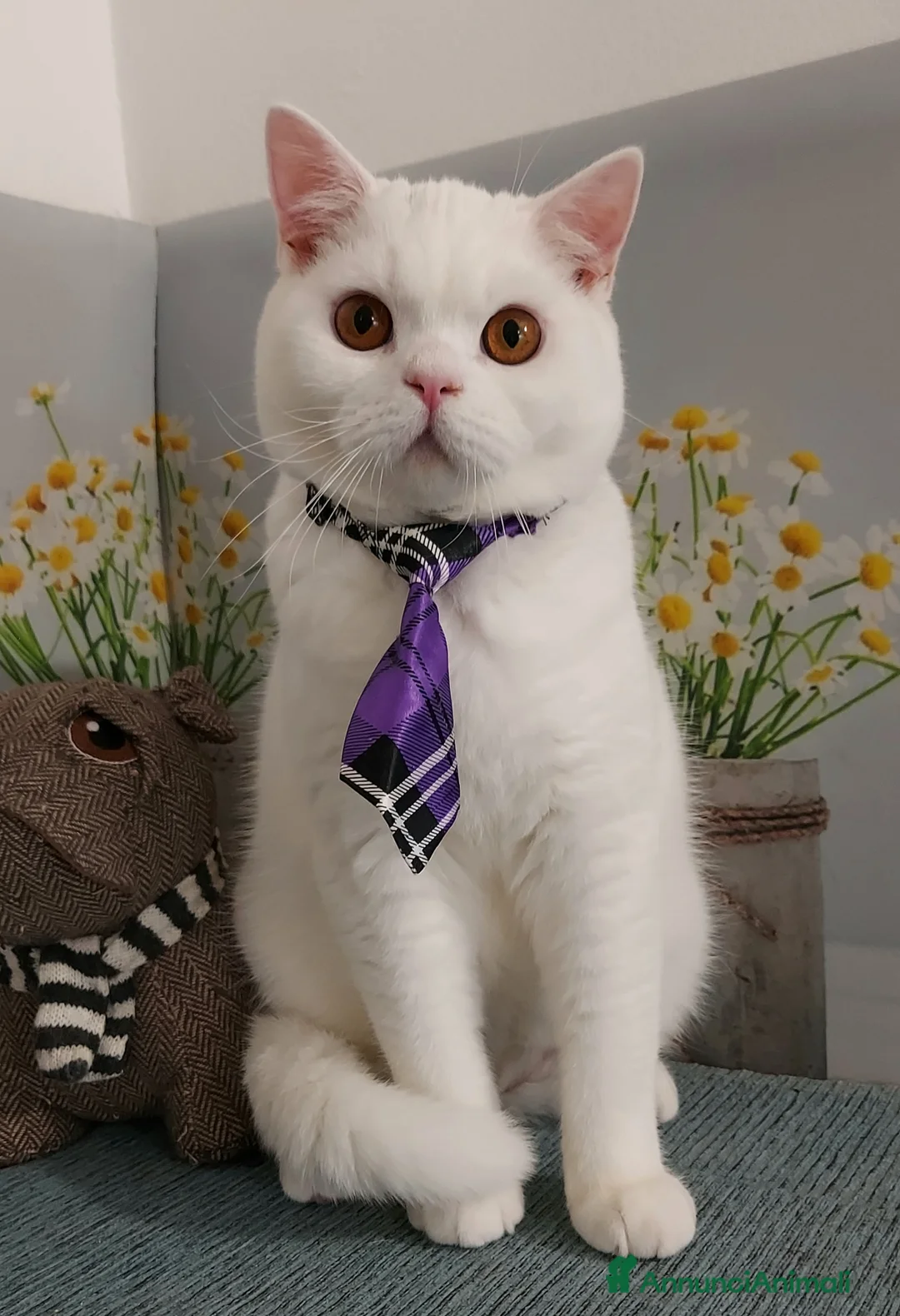 British gatti in vendita: British Shorthair bianco  - Annuncio 2