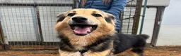 Meticcio cani in regalo: Milou, uno splendido simil lupetto  - Annuncio 2