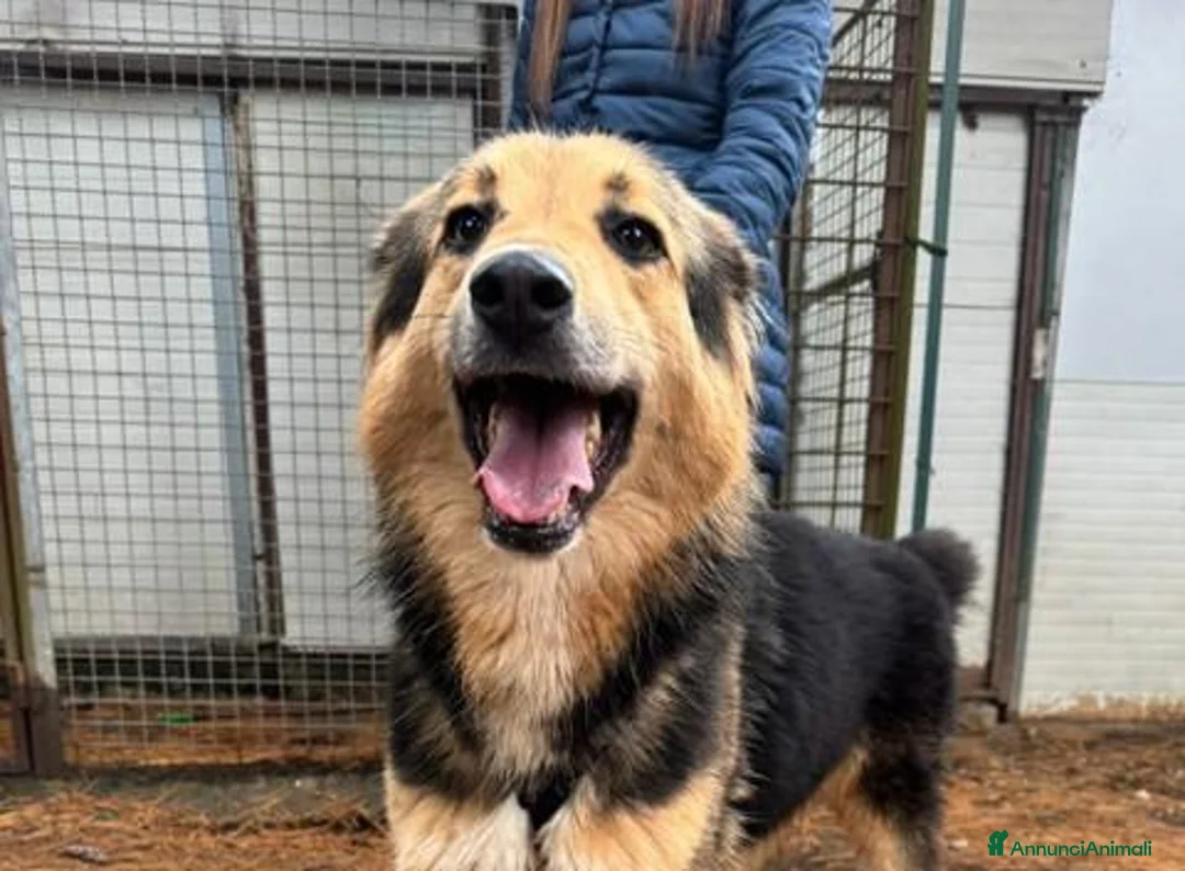 Meticcio cani in regalo: Milou, uno splendido simil lupetto  - Annuncio 2