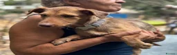 Meticcio cani in regalo: Lilibeth cagnolina taglia piccola in adozione - Annuncio 2
