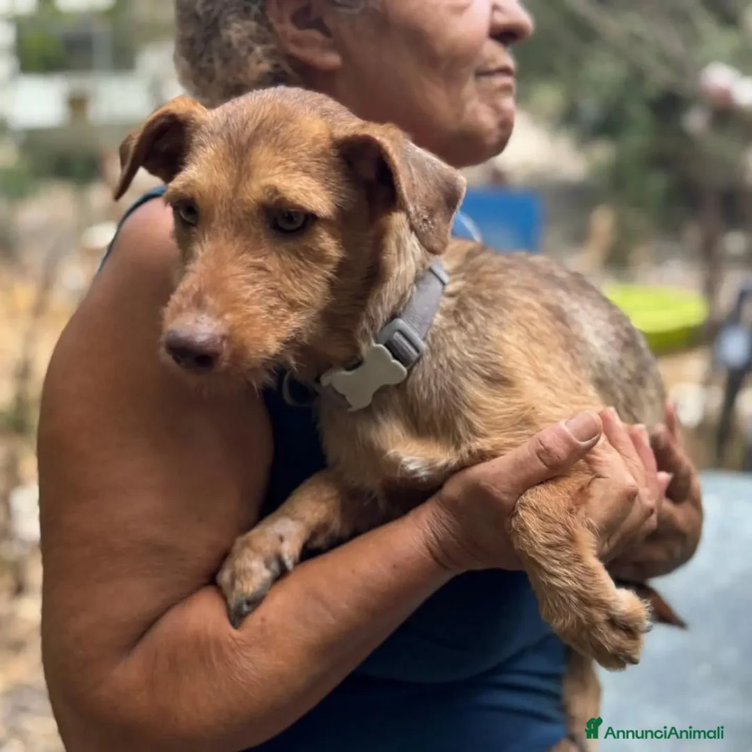 Meticcio cani in regalo: Lilibeth cagnolina taglia piccola in adozione - Annuncio 2