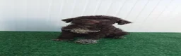 Lagotto cani in vendita: Lagotto Romagnolo  - Annuncio 4