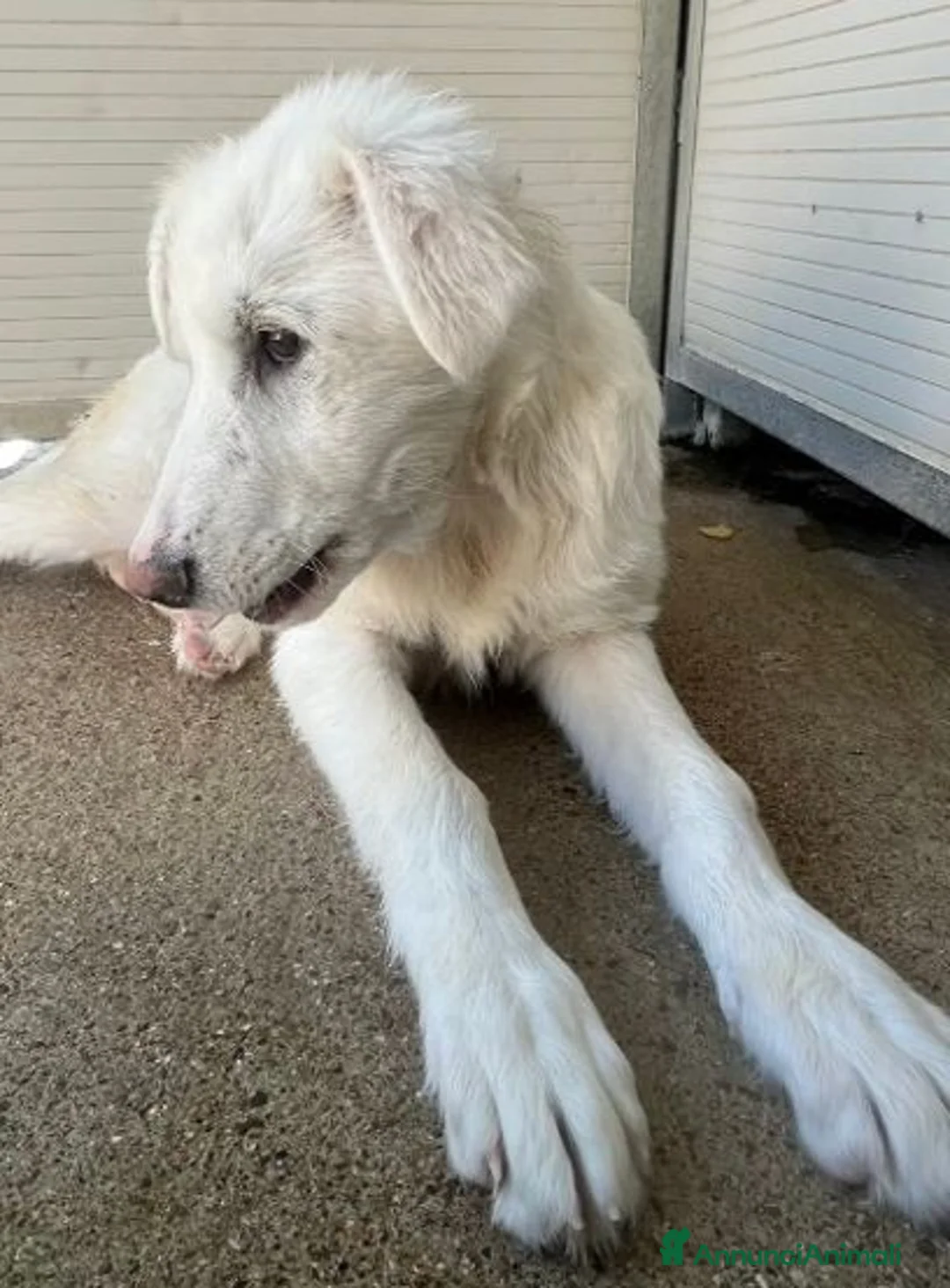 Meticcio cani in regalo: ALBA e ORLANDO meravigliosi cuccioloni tg grande - Annuncio 2