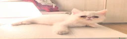 Persiano gatti in vendita: Persiano Exortic - Annuncio 4