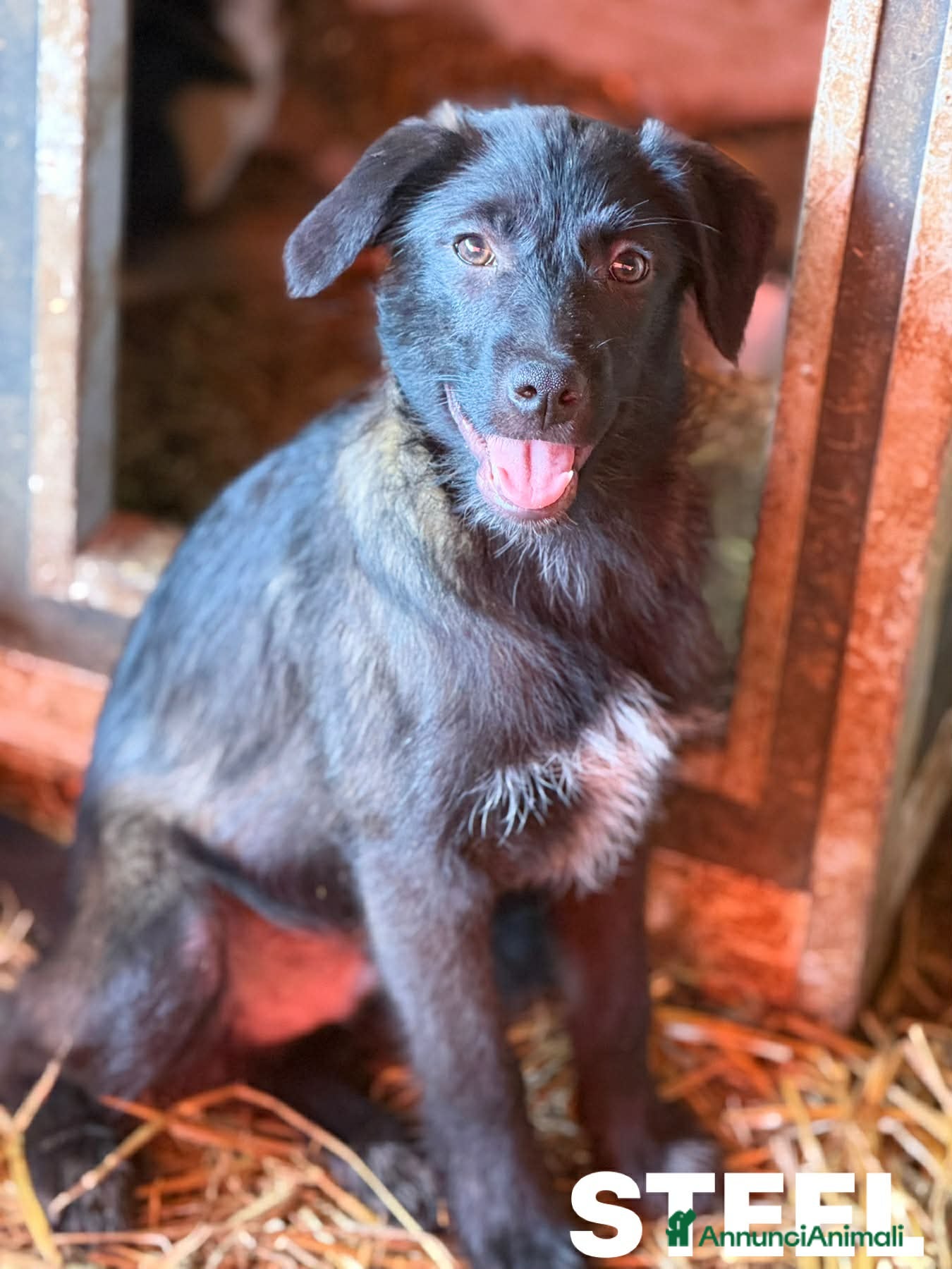 Meticcio cani in regalo: SILVER & STEEL, cuccioli dal manto argenteo!  - Annuncio 3