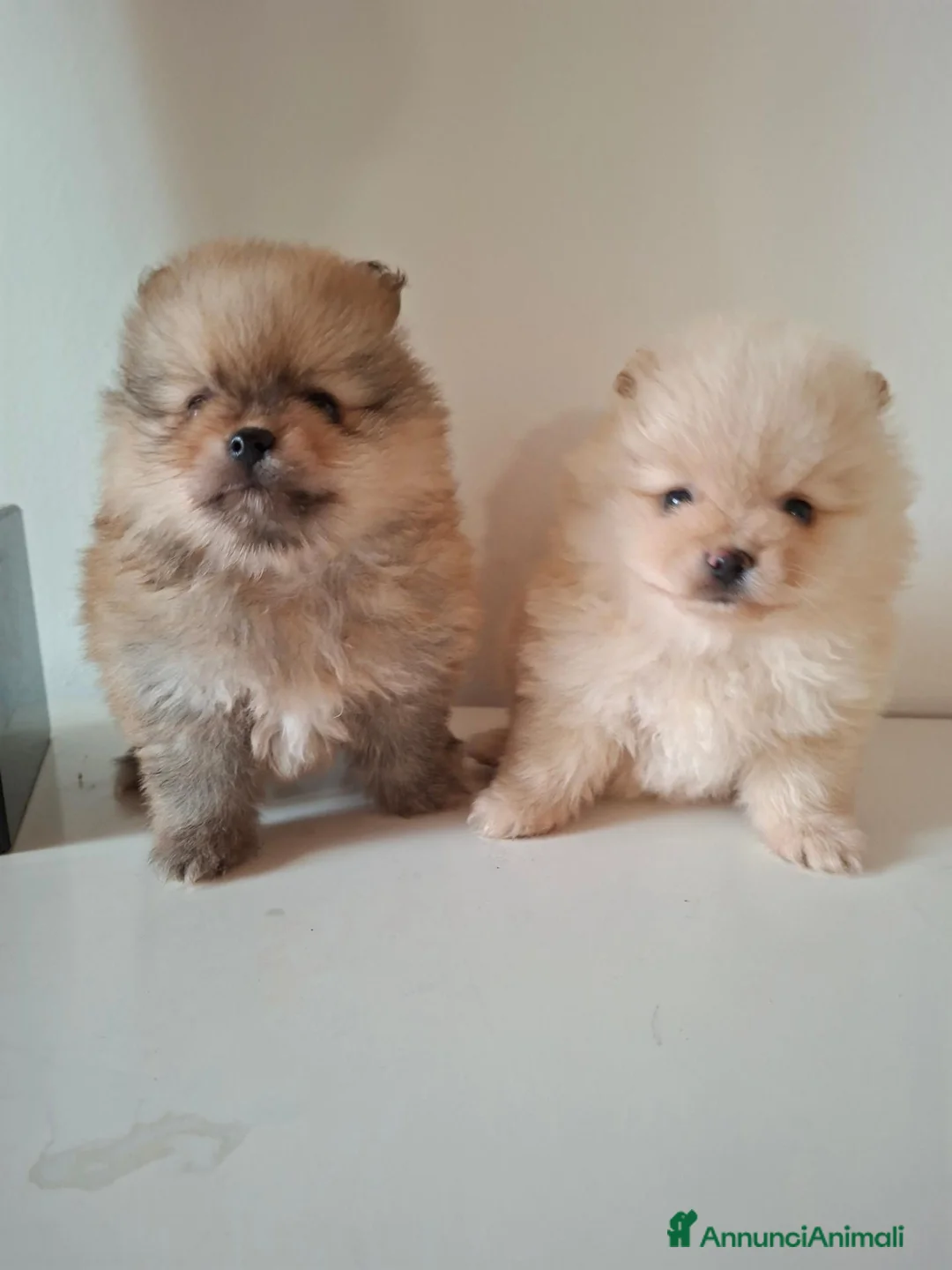 Volpino Pomerania cani in vendita: Cuccioli volpino pomerania  - Annuncio 2