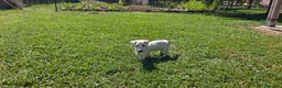 Jack Russell cani in vendita: Jack Russell terrier - Annuncio 4
