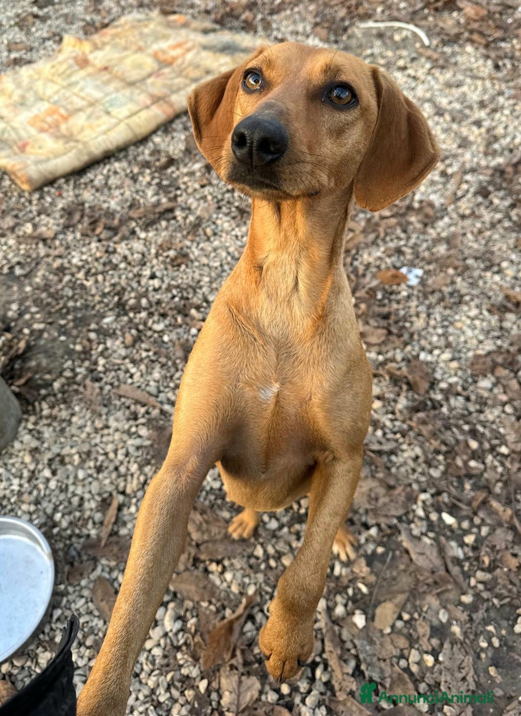 Segugio cani Jack 2 anni Taglia media piccola  - Annuncio 2