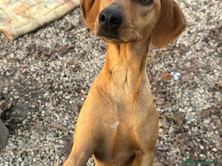 Segugio cani Jack 2 anni Taglia media piccola - Annuncio 2