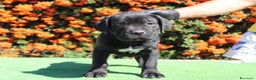 Cane Corso cani in vendita: Cuccioli di cane corso selezionati  - Annuncio 2