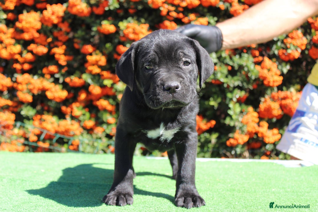 Cane Corso cani in vendita: Cuccioli di cane corso selezionati  - Annuncio 2