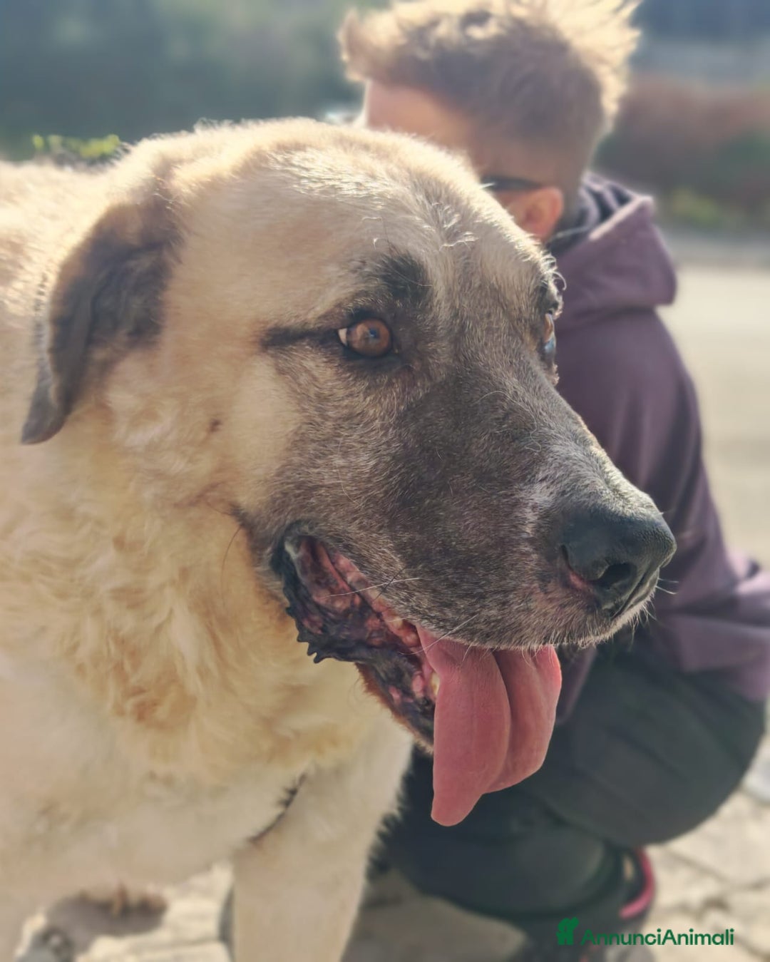 Meticcio cani in regalo: Hulk: gigante buono educato e coccolone  - Annuncio 13