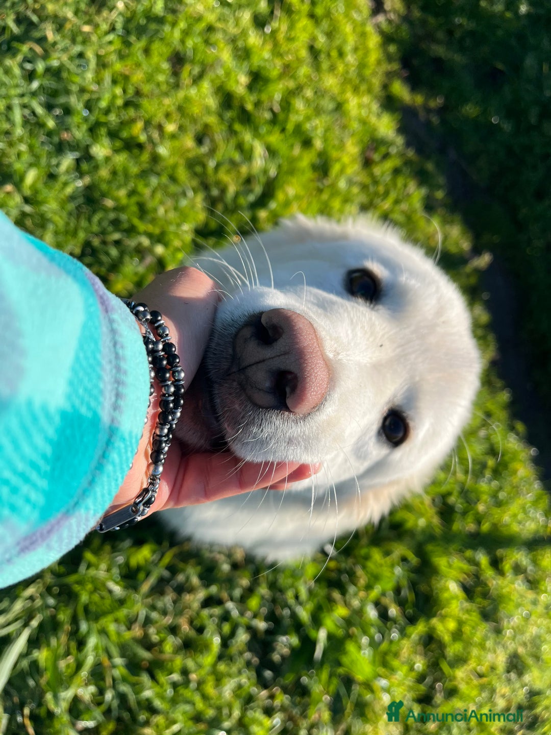 Meticcio cani in regalo: Cucciola 6 mesi - Annuncio 5