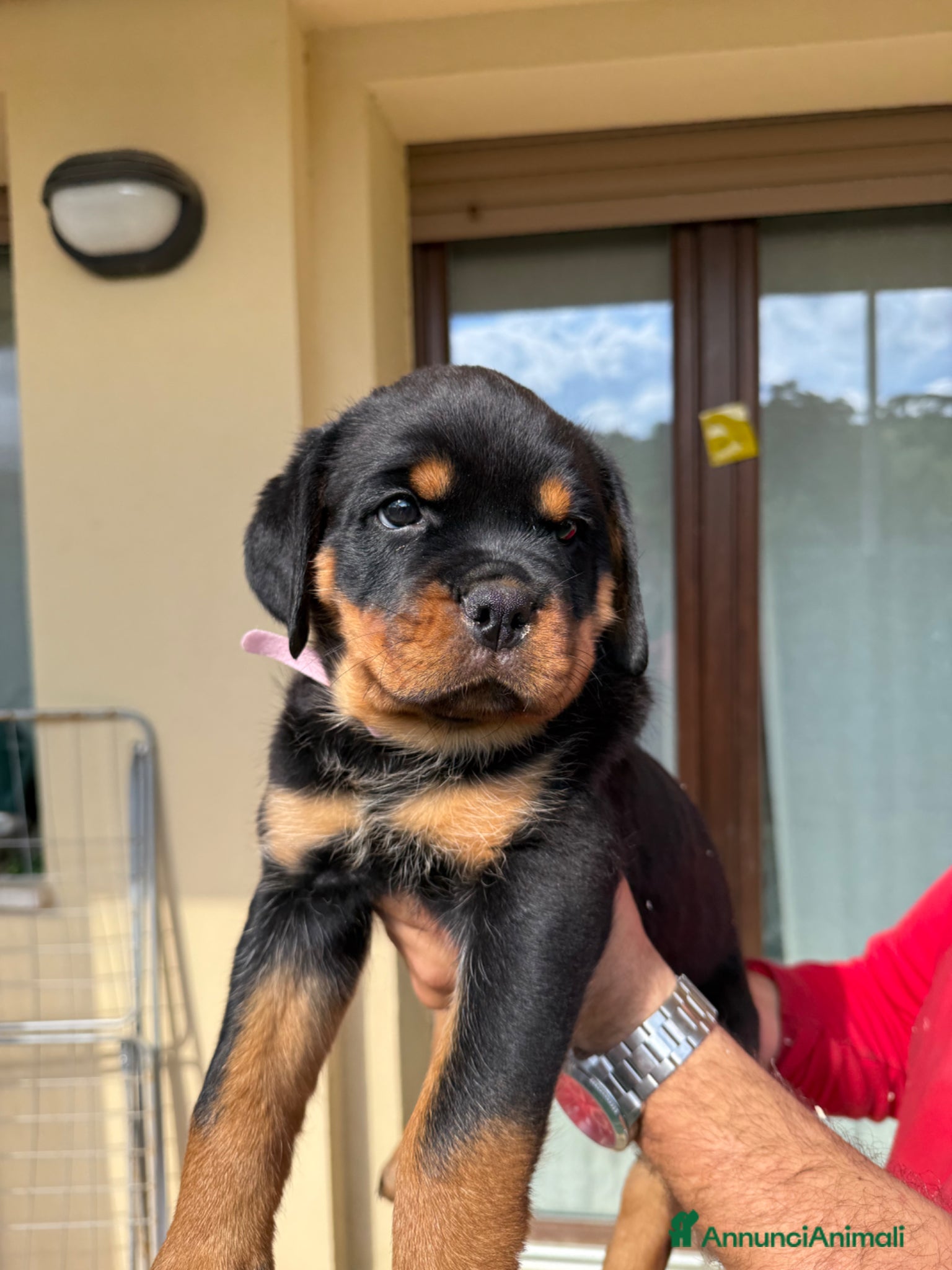 Rottweiler cani in vendita: Cuccioli di Rottwelier con pedigree  - Annuncio 6
