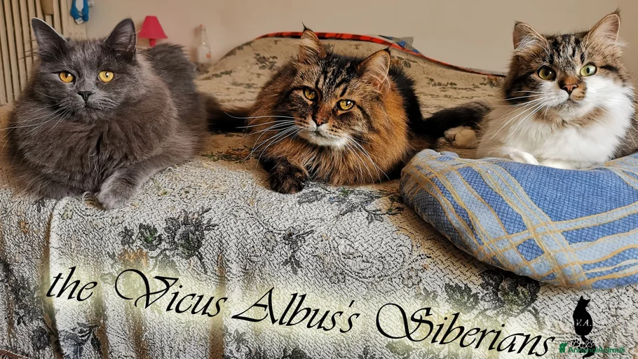 Immagine della galleria {{count}}