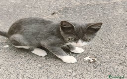 Altre razze gatti in regalo: Nemo, gattino sogna casa - Immagine 5