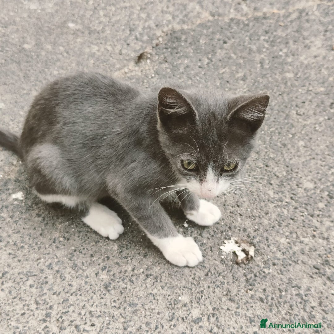 Altre razze gatti in regalo: Nemo, gattino sogna casa - Immagine 5
