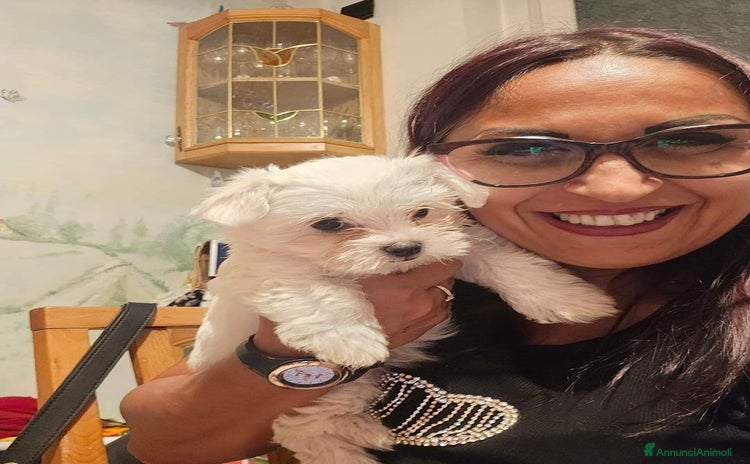 Maltese cani a Provincia di Asti - Annuncio 1