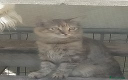 Meticcio gatti in regalo: Gattini - Annuncio 2