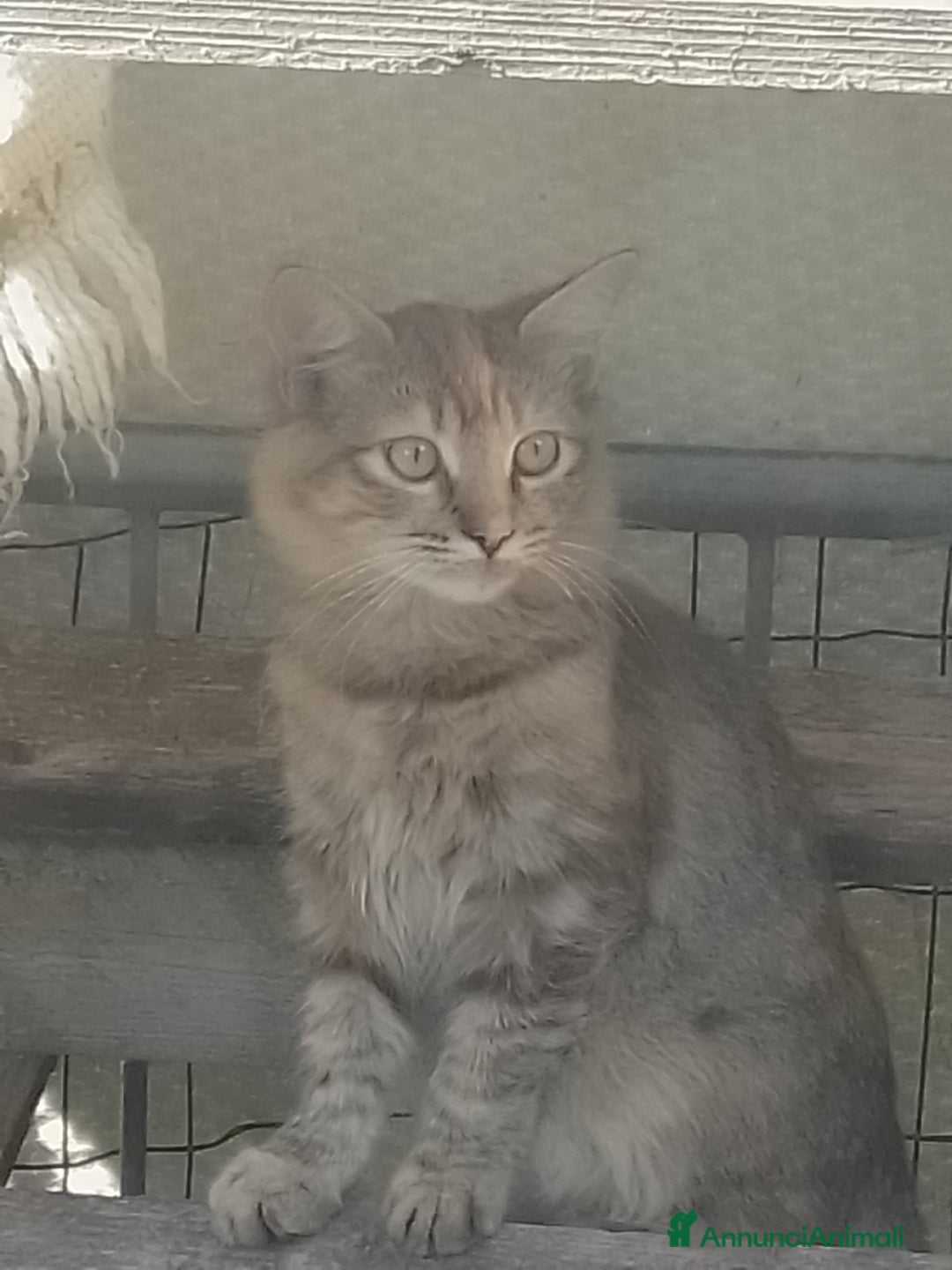 Meticcio gatti in regalo: Gattini - Annuncio 2