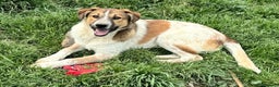 Meticcio cani in regalo: Tristano 8 mesi taglia media  a Provincia di Teramo - Annuncio 4
