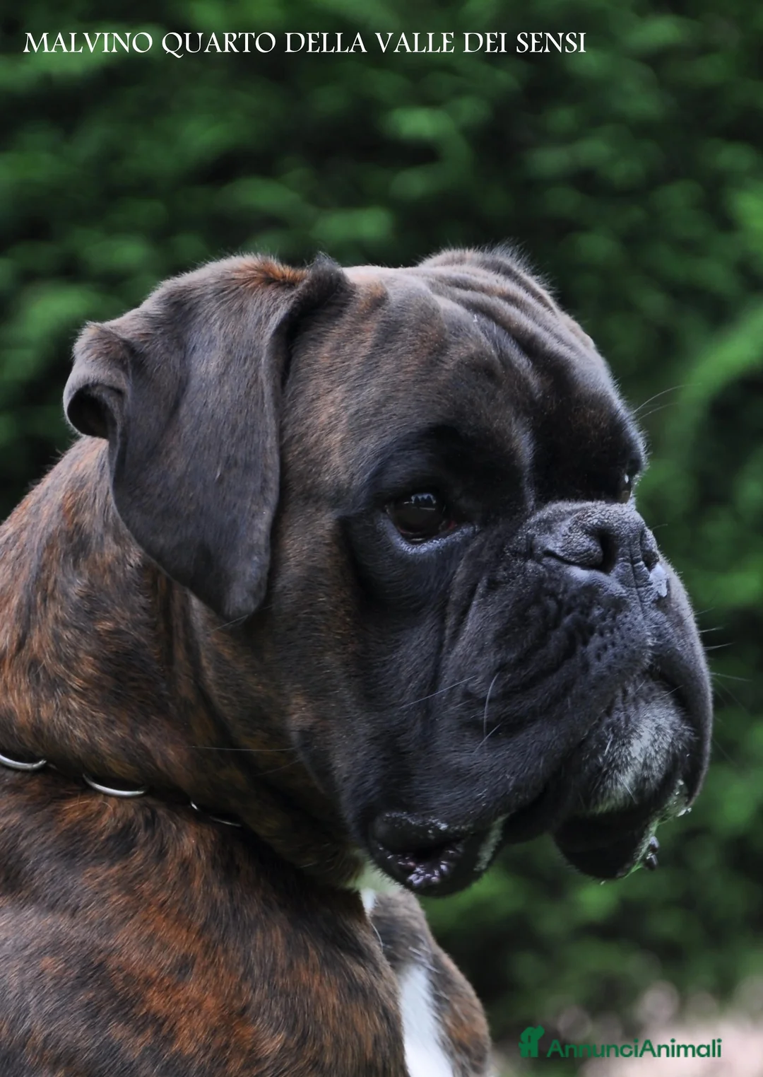 Boxer cani in vendita: BOXER CUCCIOLI VENDO A TRENTO E VERONA - Annuncio 4