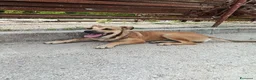 Meticcio cani in regalo: Stella cerca casa urgentemente  - Annuncio 6