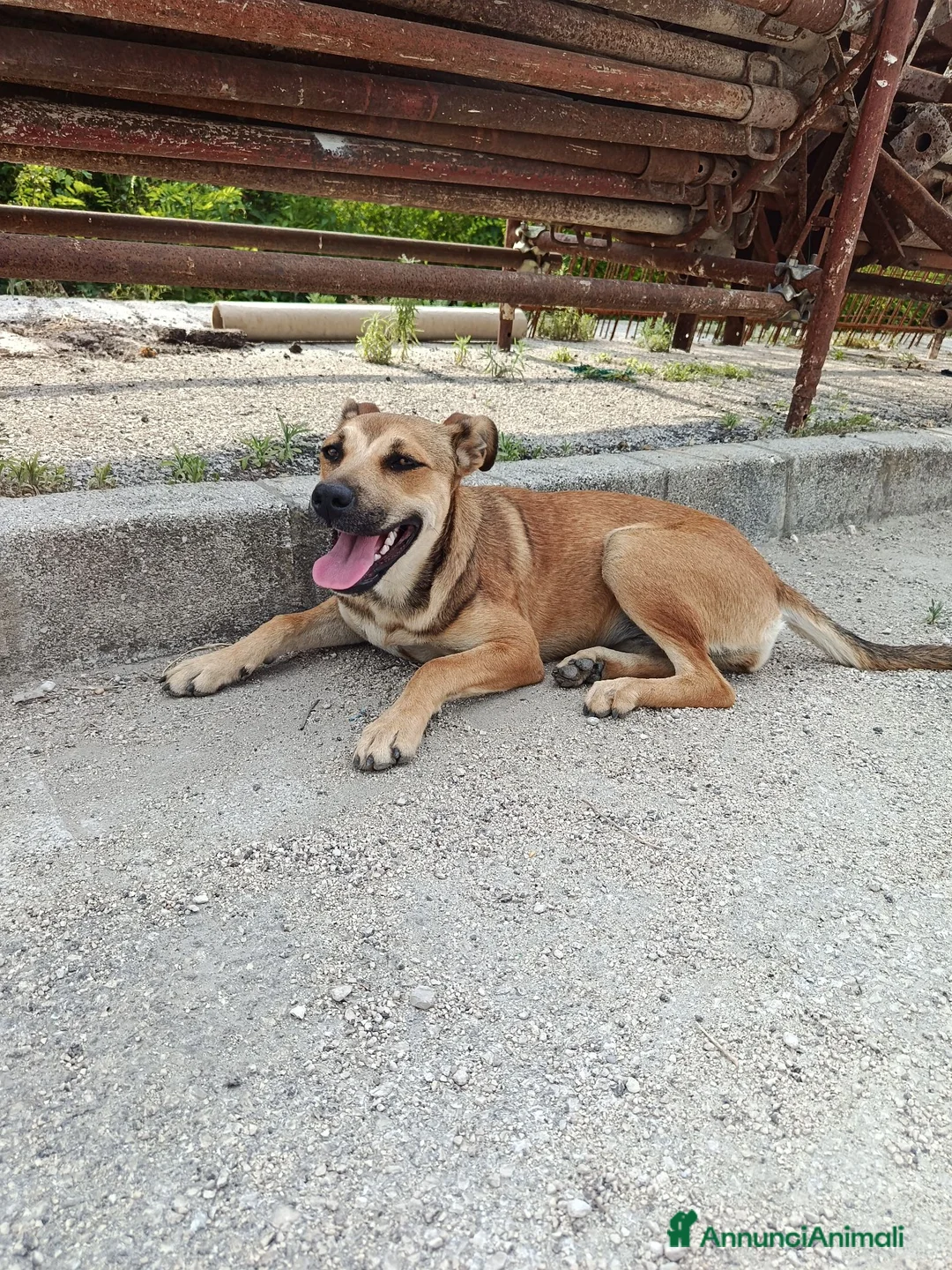 Meticcio cani in regalo: Stella cerca casa urgentemente  - Annuncio 6