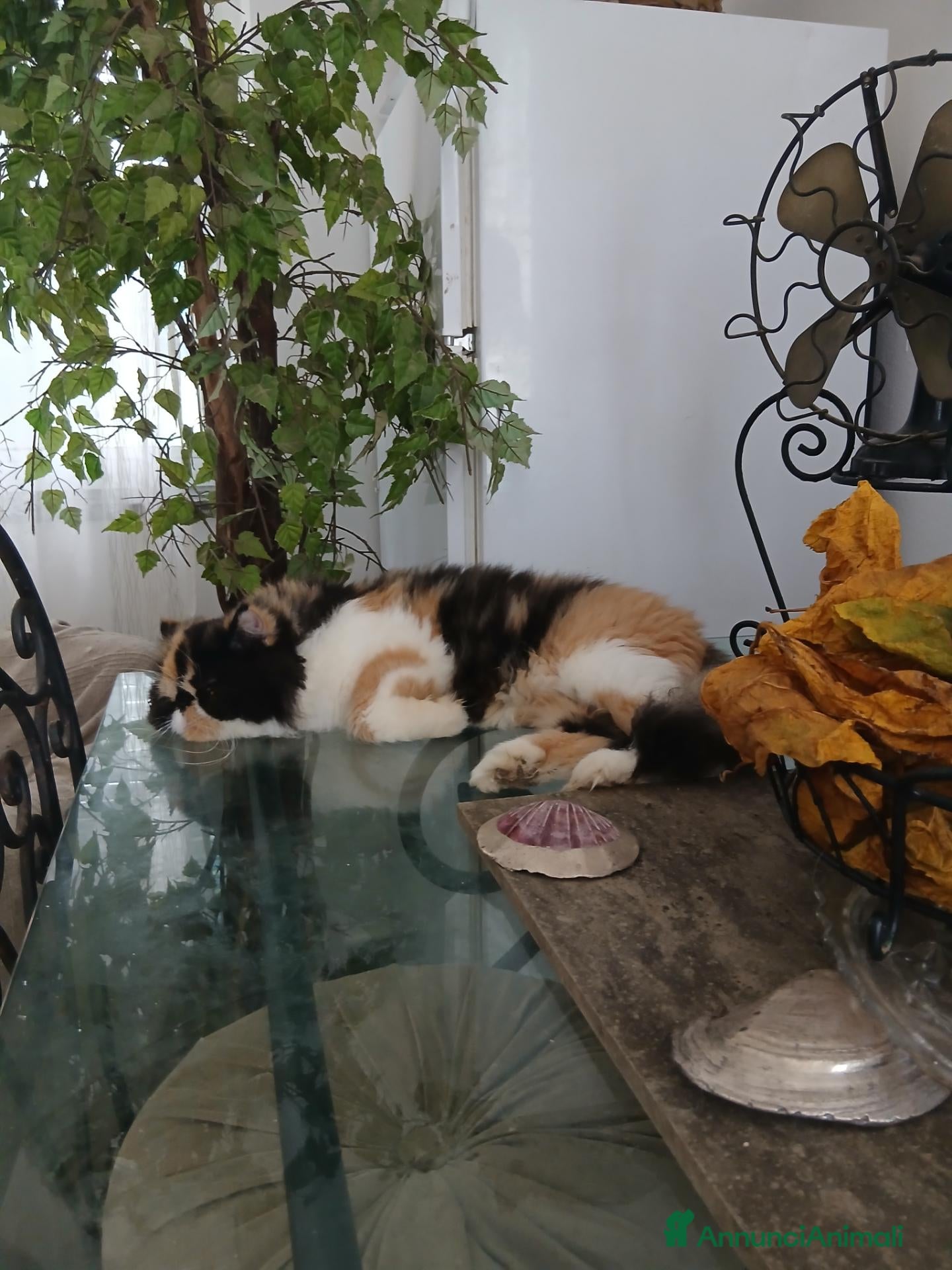 Persiano gatti Gattina persiana smoke - Annuncio 36