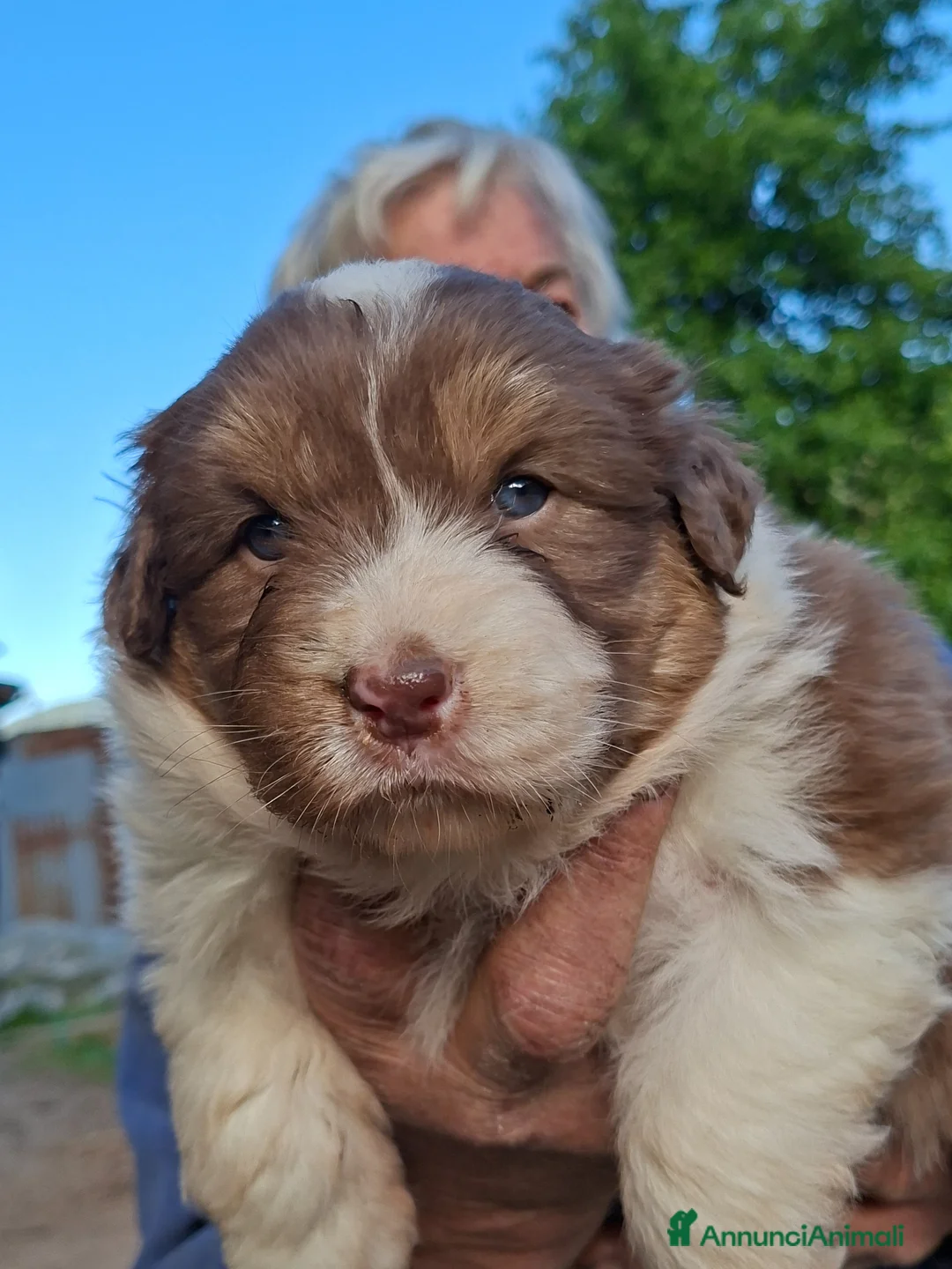 Australian Shepherd cani in vendita: Cucciole Australian shepherd - Annuncio 12