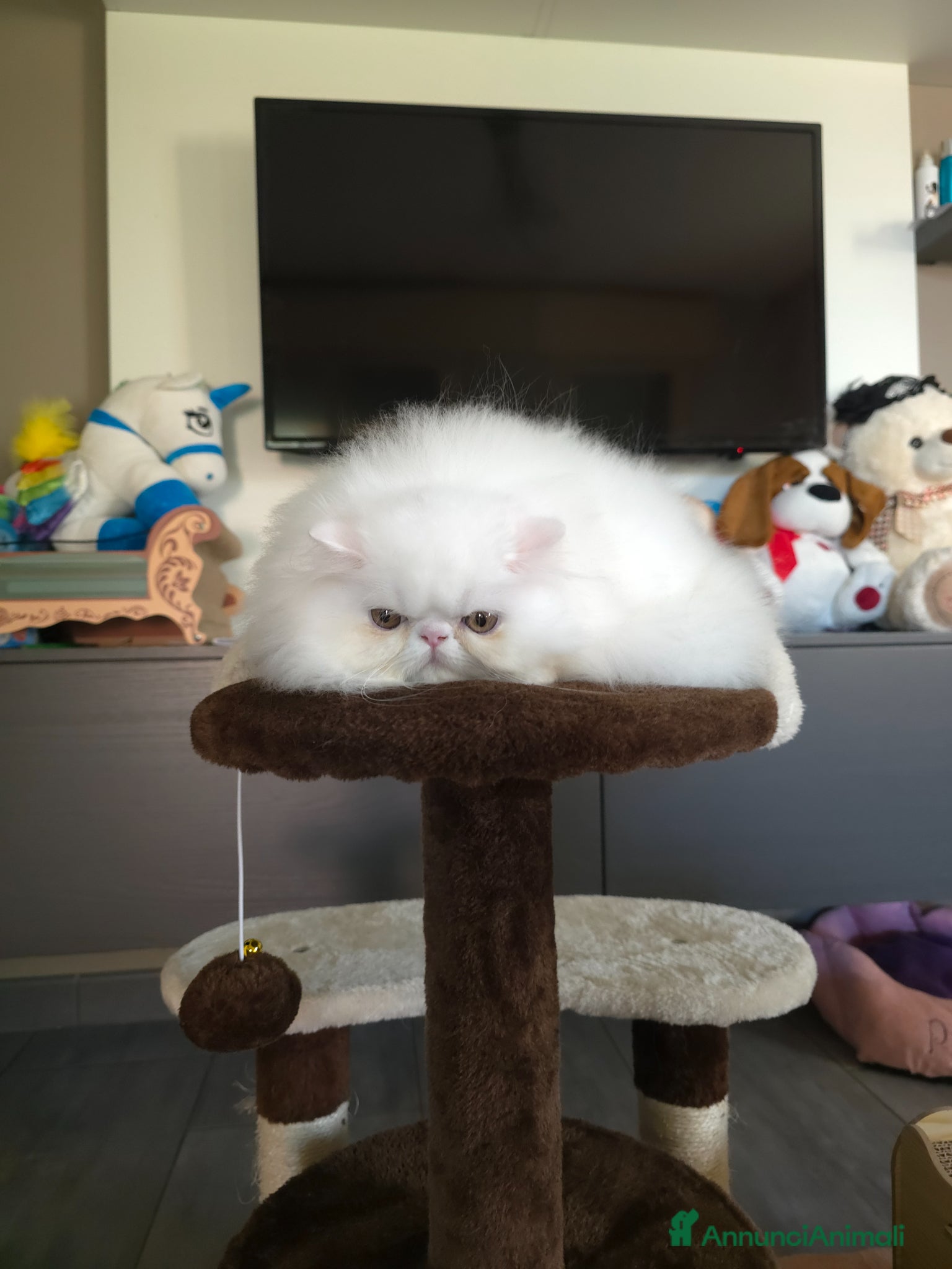 Persiano gatti Cucciolo persiano  - Annuncio 2