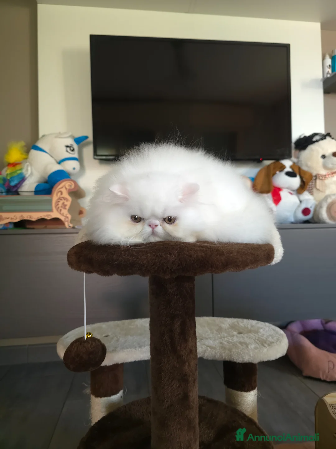 Persiano gatti in vendita: Cucciolo persiano  - Annuncio 2