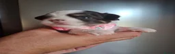 Chihuahua cani in vendita: Chihuahua pelo lungo  - Annuncio 8
