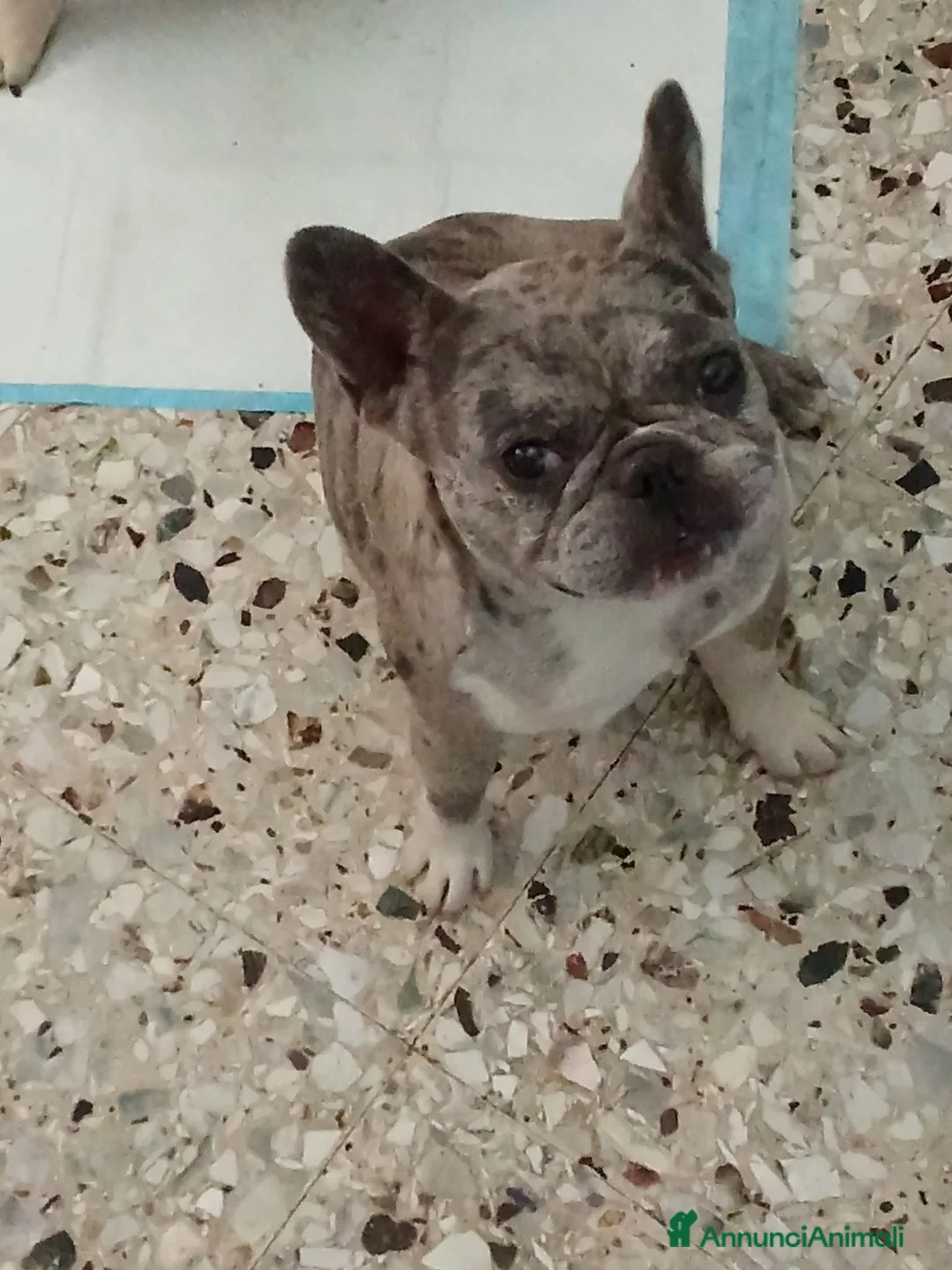 Bulldog Francese cani in vendita: Bulldog francese - Annuncio 6