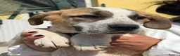 Meticcio cani in regalo: Isabel  a Provincia di Crotone - Annuncio 1