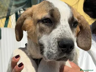 Meticcio cani Isabel - Annuncio 24