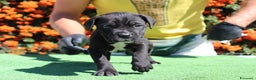Cane Corso cani in vendita: Cuccioli di Cane Corso con Pedigree - Annuncio 4