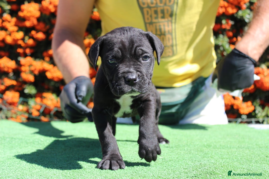 Cane Corso cani in vendita: Cuccioli di Cane Corso con Pedigree - Annuncio 4