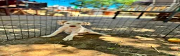 Meticcio cani in regalo: MASHA, ORSO, LIMONE, FRAGOLA, FIFI E LEONARDO - Annuncio 3