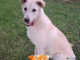 Meticcio cani SID 💙 - cucciolo; nessuno chiama per lui 😞😢 - Annuncio 13