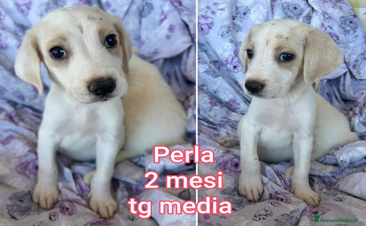 Meticcio cani a Provincia di Arezzo - Annuncio 15
