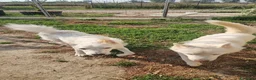 Husky cani in regalo: Zeus: giovane Siberian Husky socievole con tutti  - Annuncio 10