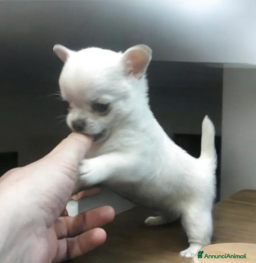 Chihuahua cani in vendita: Mini chihuahua pedigree enci - Annuncio 3